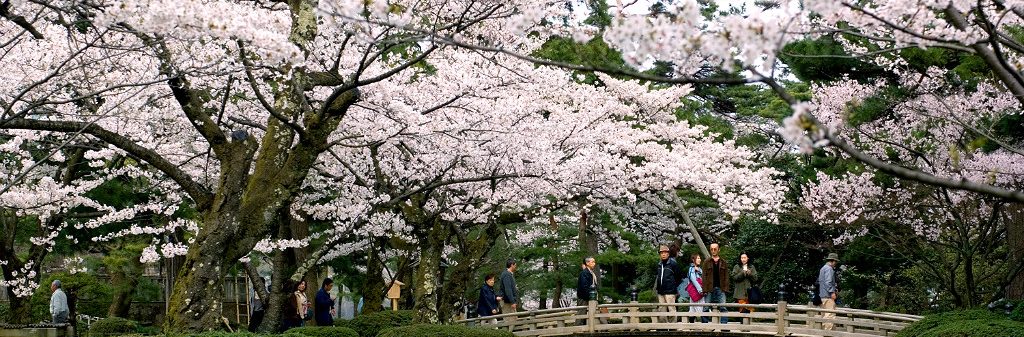 the flower viewing bridge at kenrokuen garden park during sakura season in kanazawa