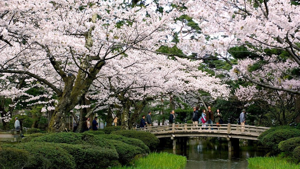 the flower viewing bridge at kenrokuen garden park during sakura season in kanazawa