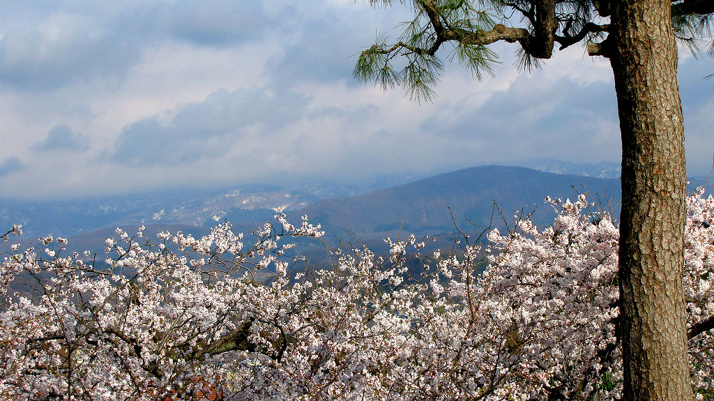 The springtime panorama at Kenrokuen includes sakura, cherry blossoms