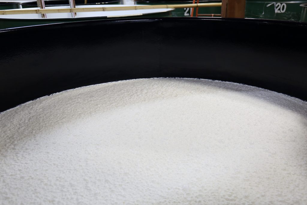 sake in the process of being brewed