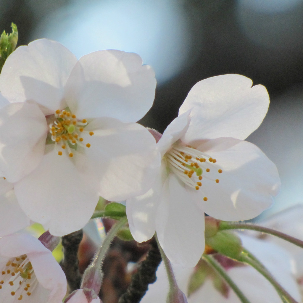 the little nick on the tip of each petal indicates a sakura
