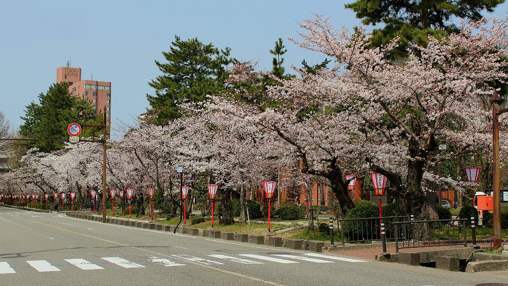 Sakura Cherry Blossoms Line the Boulevard along Hirosaka in Kanazawa