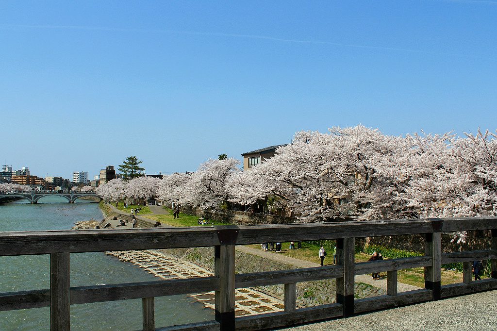 In Higashi Chaya, Kanazawa, sakura cherry blossom trees line the Asano River