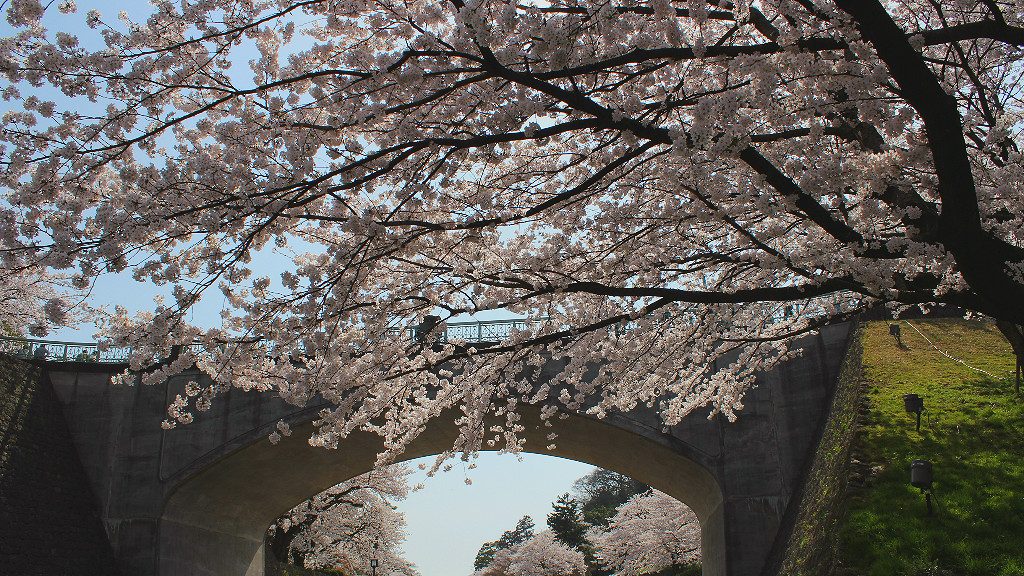 Sakura cherry trees border the road leading up to and between Kanazawa castle and Kenrokuen Garden