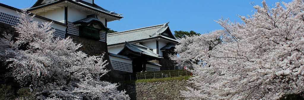 Hanami under the sakura cherry trees in front of Kanazawa's Japanese castle