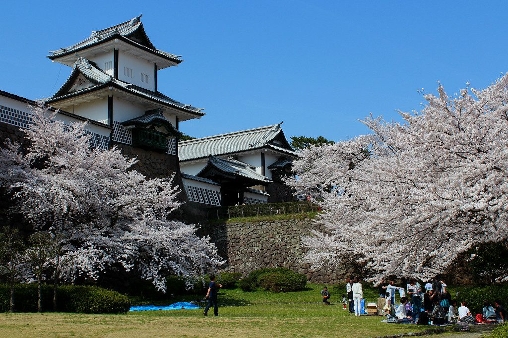 Hanami under the sakura cherry trees in front of Kanazawa's Japanese castle