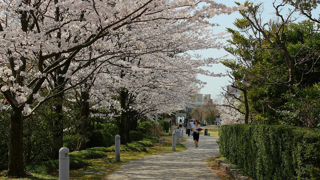 Sakura Cherry Trees Alongside 21st Century Museum of Contemporary Art in Kanazawa