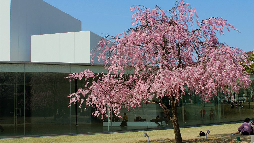 Sakura Cherry Tree at the 21st Century Museum of Contemporary Art in Kanazawa