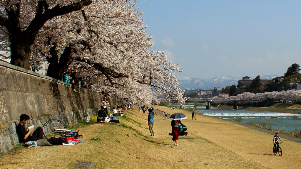 The wide banks of the saigawa river are perfect for picnicking under sakura in Kanazawa