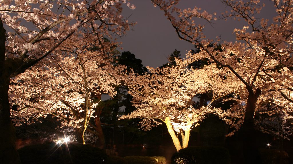 Kenrokuen Garden Springtime Sakura Light Up Event