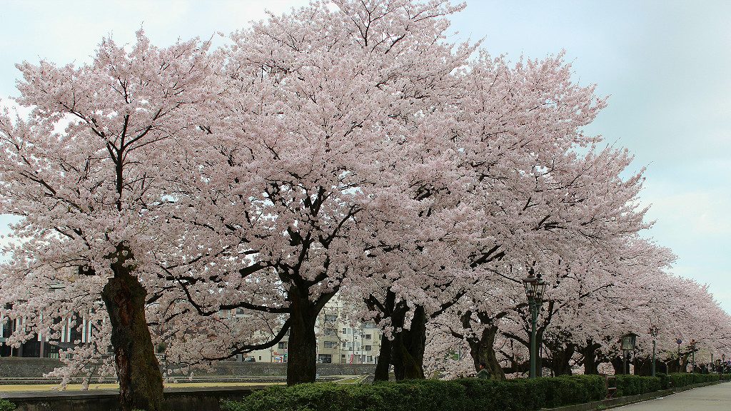 Sakura cherry trees along the Saigawa riverside near Kaname Inn hotel in Kanazawa