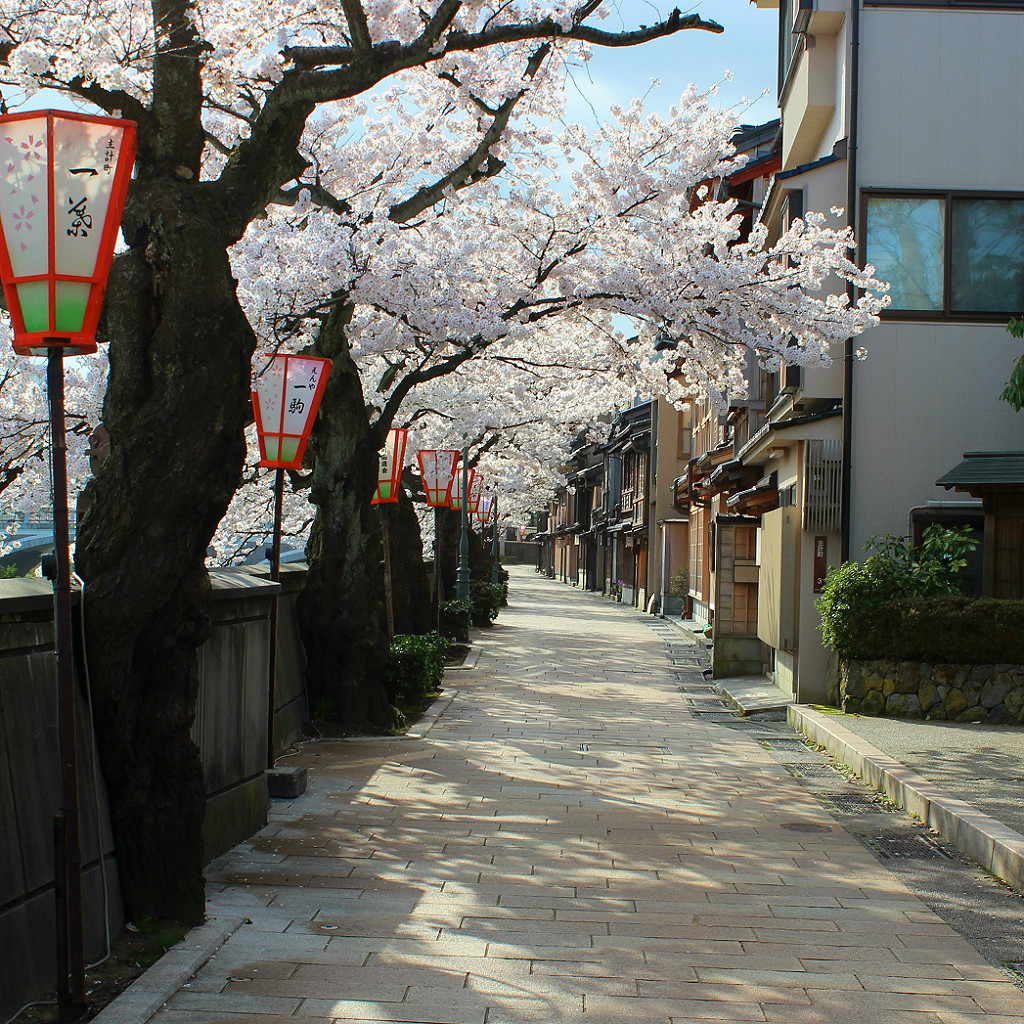 Sakura Cherry Blossoms along the riverside at Kazuemachi geisha district in Kanazawa