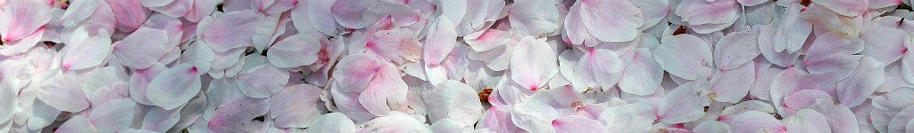 Fallen Sakura Petals