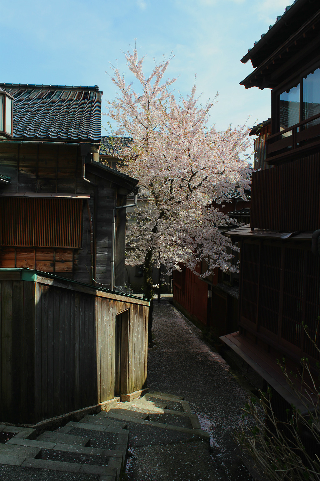 The lone sakura cherry in Kuragari-zaka, the Dark Slope, in Kazuemachi, Kanazawa