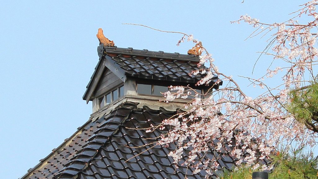 The Lookout Point of Myoryuji, the Ninja Temple, obscured by sakura cherry blossoms on Kanazawa