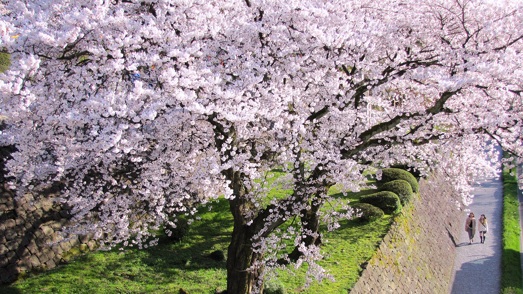 Cherry Blossoms between Kenrokuen Garden and Kanazawa Castle Park