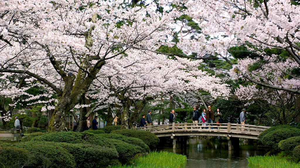 Sakura Trees around the Flower Viewing Bridge
