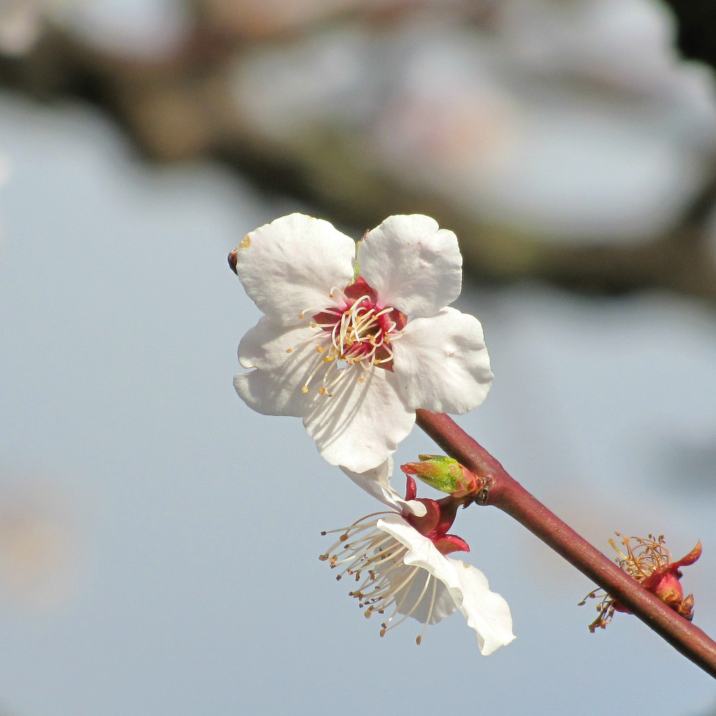 Plum Blossom