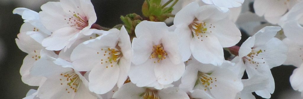 sakura tree branch in spring