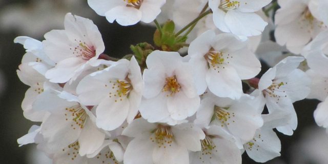 sakura tree branch in spring
