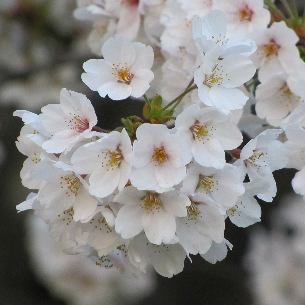 sakura tree branch in spring