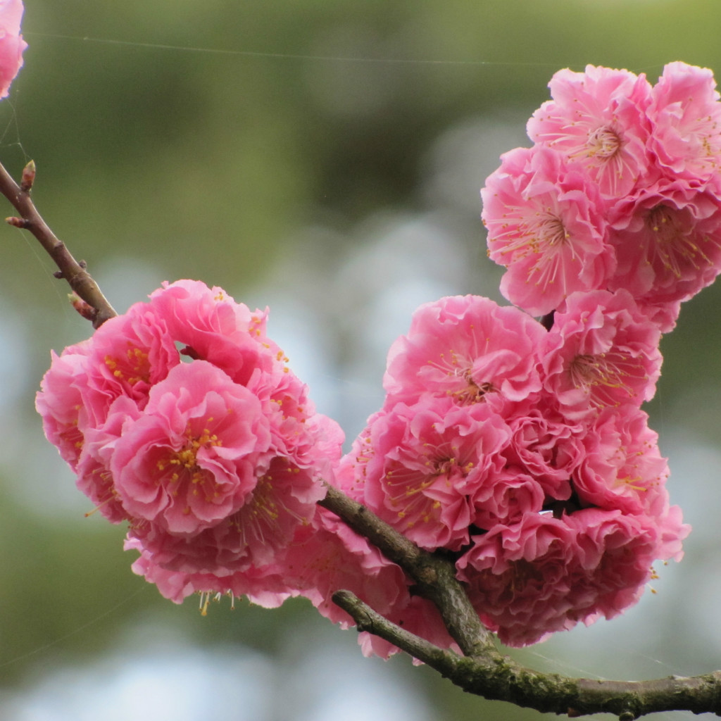 Yaezakura Early Dark Pink Sakura 