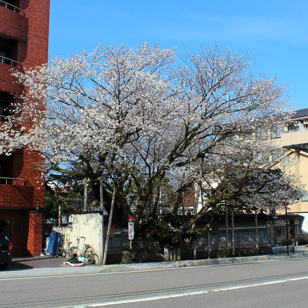 The massive Great Cherry of Shogetsuji Temple in Teramachi Kanazawa