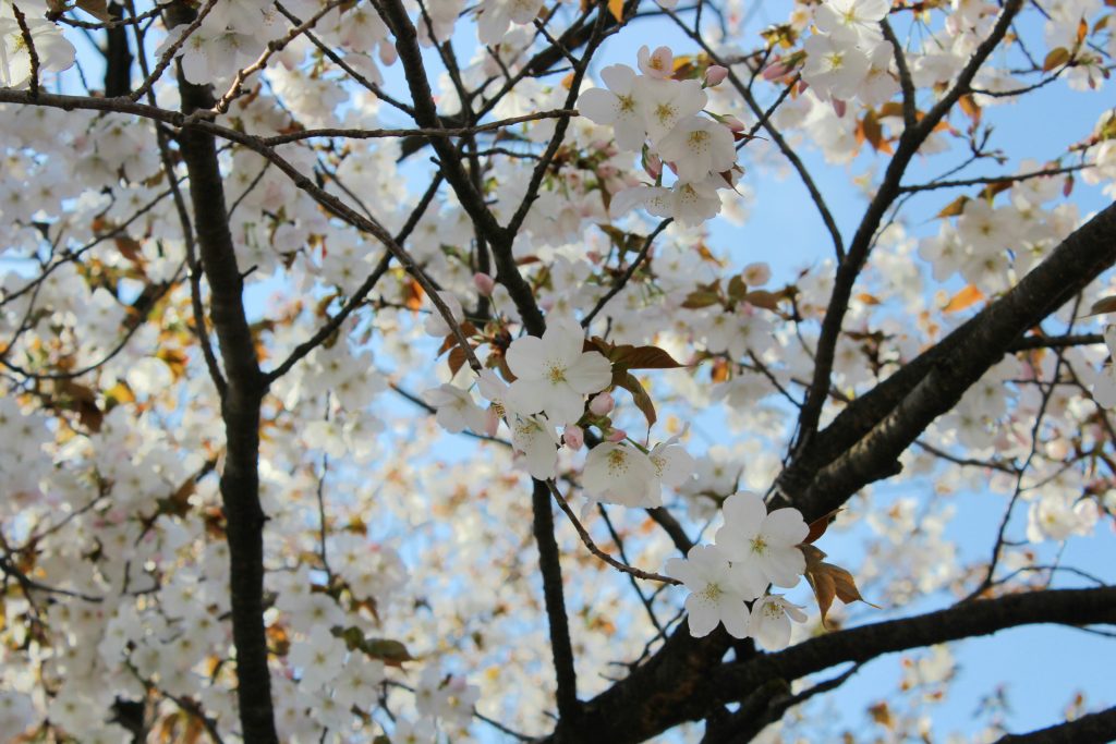 Yamazakura blossoms, the flowers of the mountain cherry variety