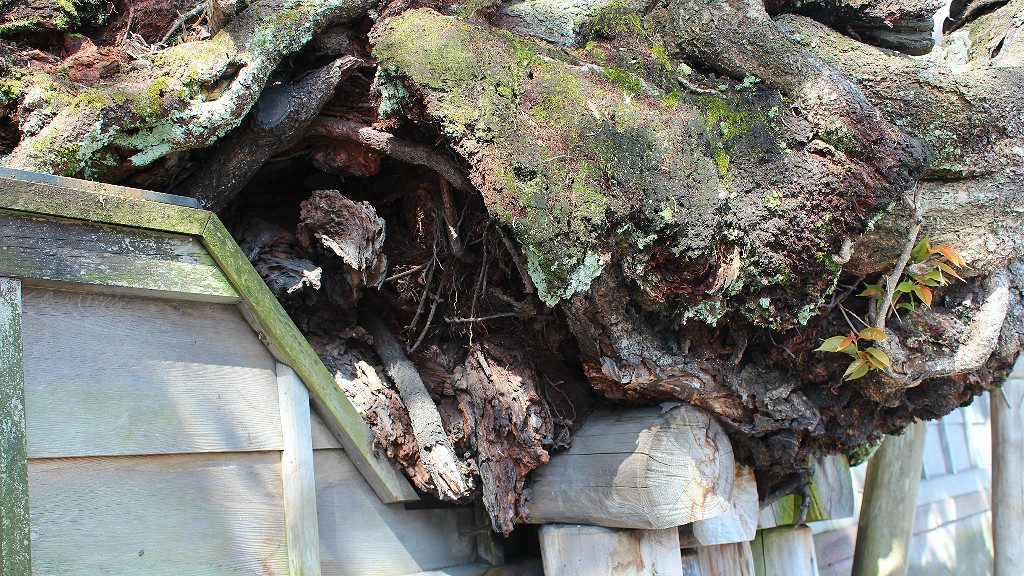 The Great Cherry at Shogetsu-ji Temple grew through the clay temple walls