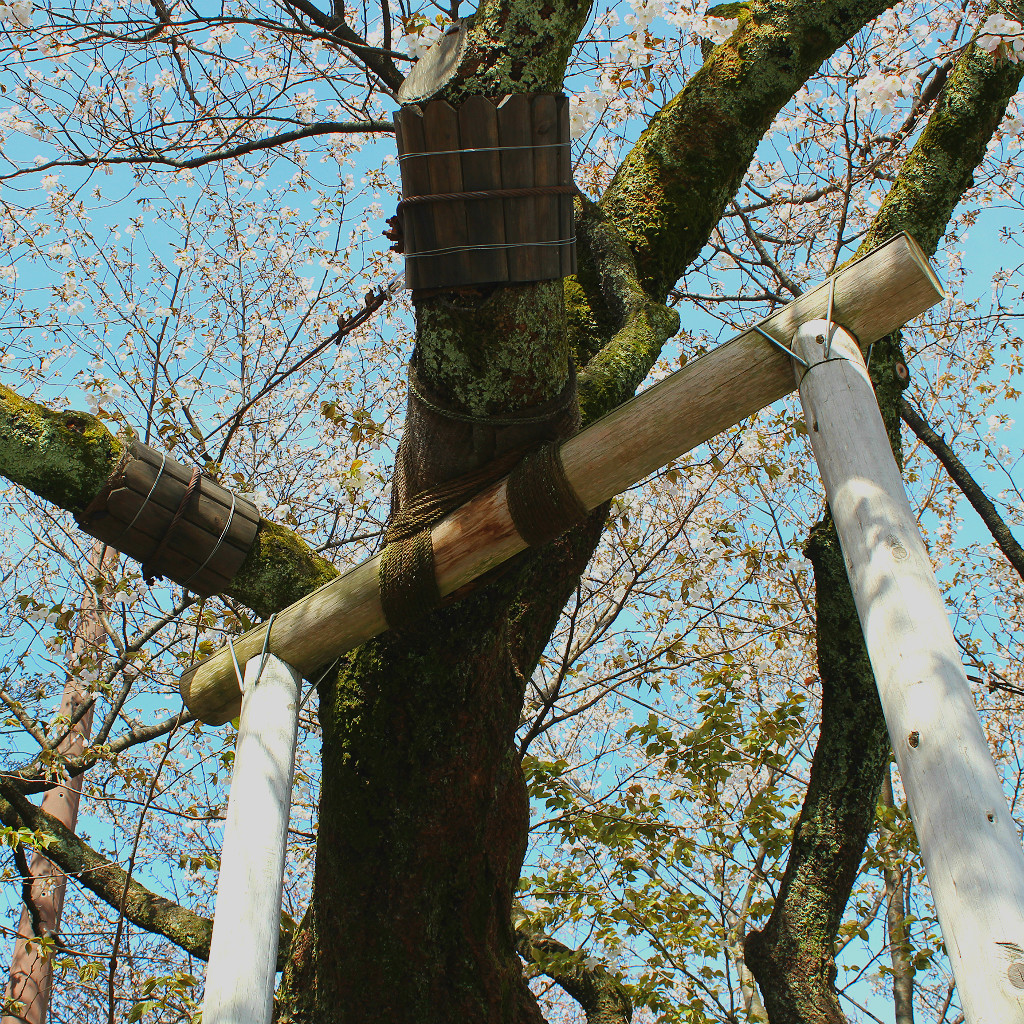 Despite it's sprawling growth pattern, the tree is carefully protected from snow and gravity.