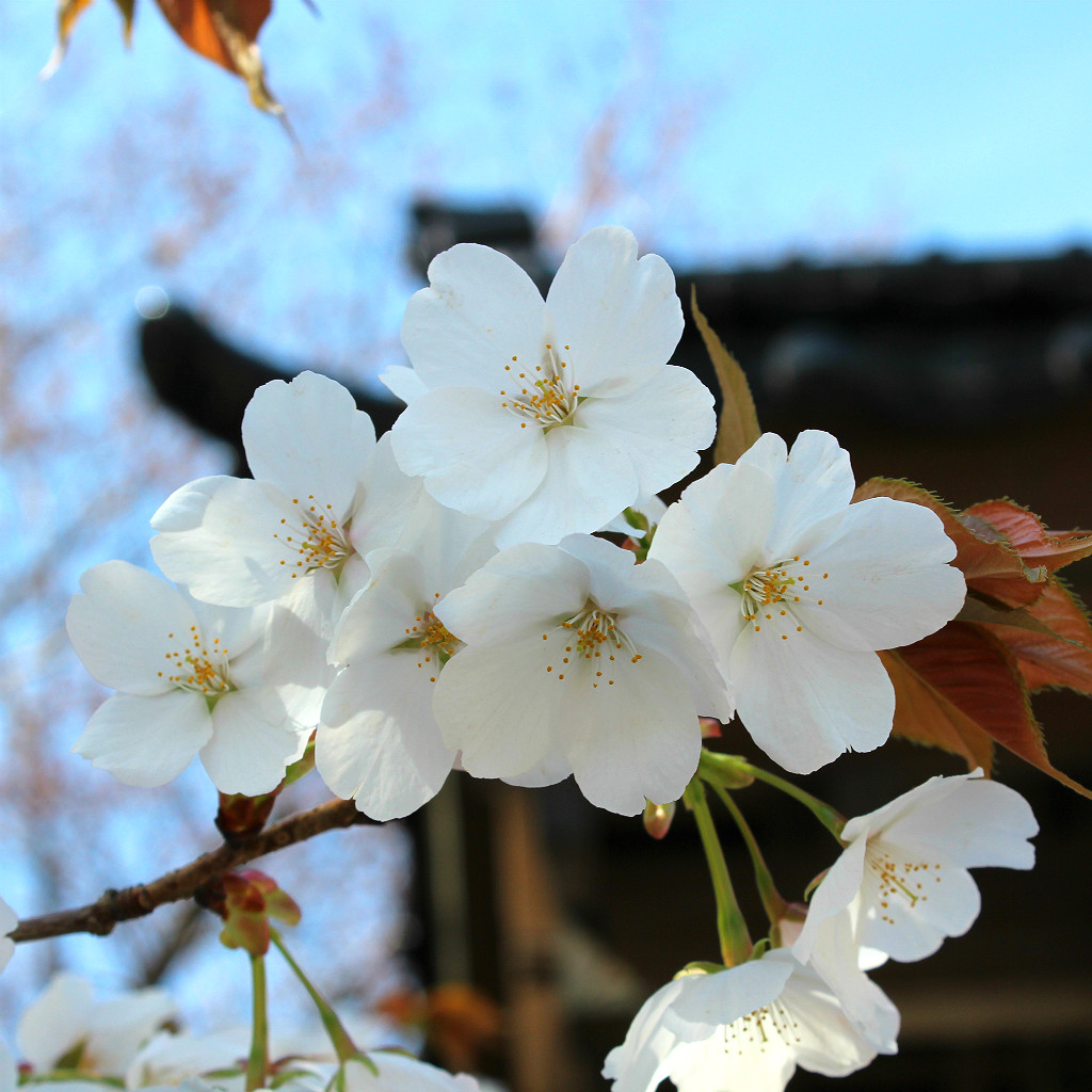 The white blossoms of the yamazakura, or mountain cherry, in Teramachi, Kanazawa
