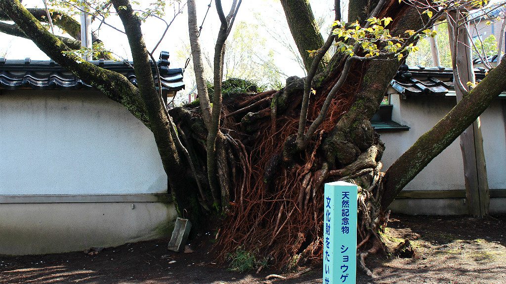 From within the temple walls, you can see the massive trunk of this protected sakura cherry tree.