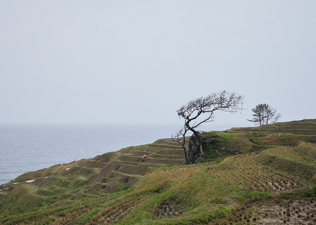 Wind-blown and wind-grown tree in Senmaida