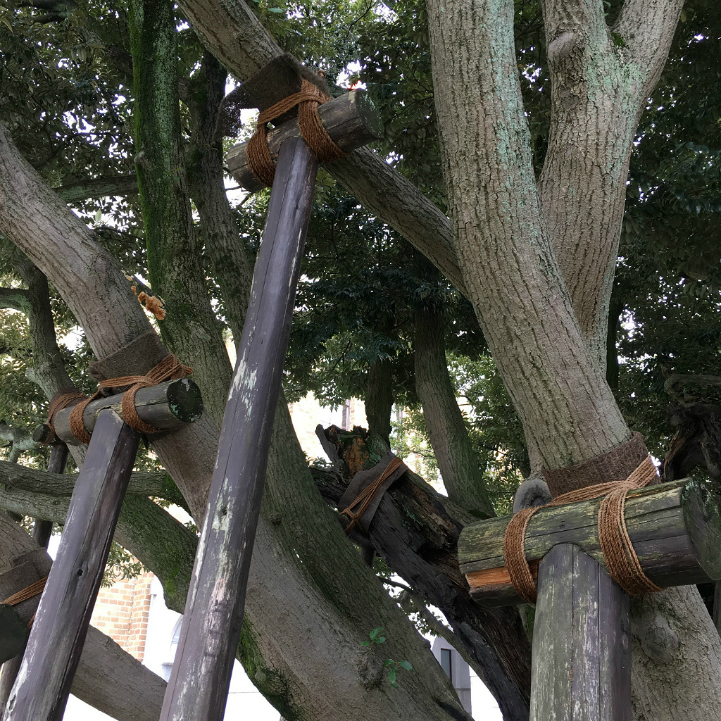 Tree Supports in Kanazawa Japan, Aaron Maninno