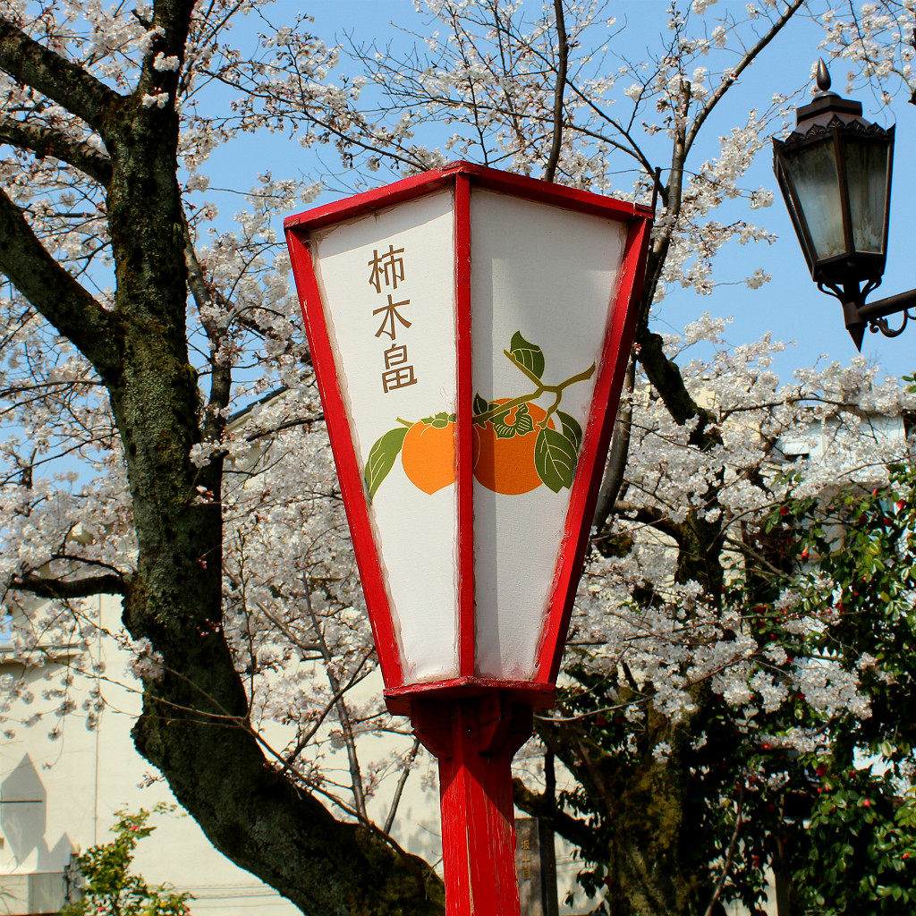 Persimmon paper lantern in Kakinokibatake during sakura season in Kanazawa, Japan