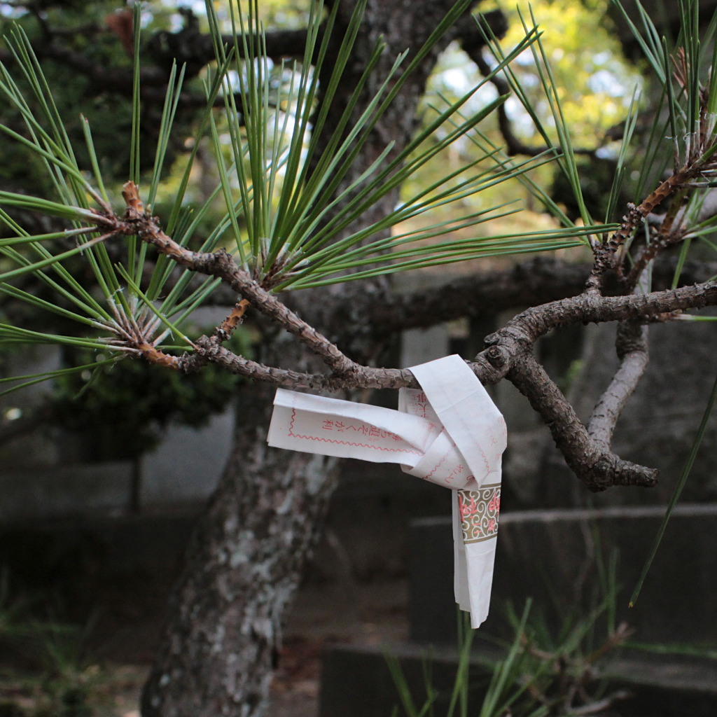 Omikuji on pine tree at Hiyoshi Shrine in Ono-machi, Kanazawa, Japan