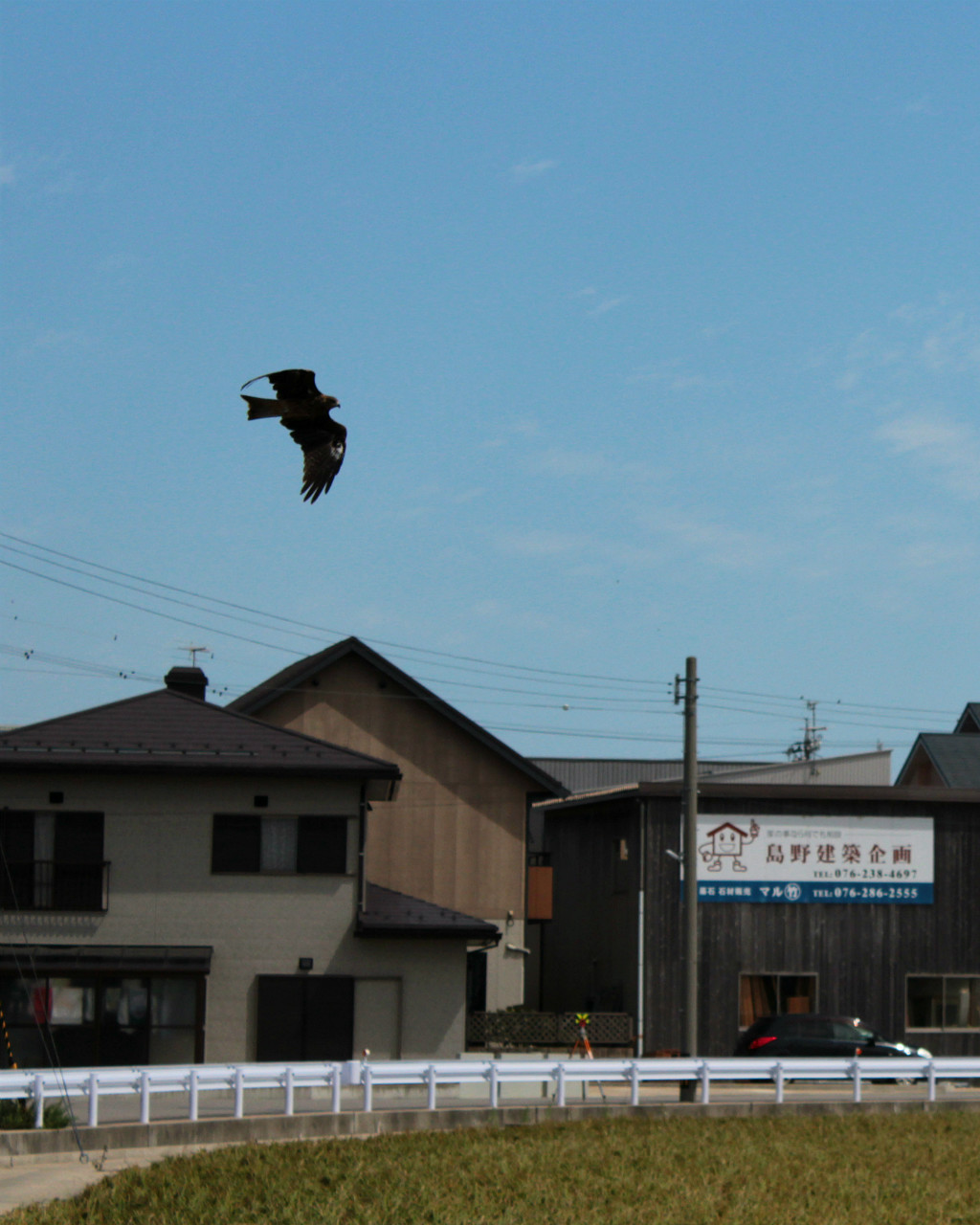 Uchinada's official bird, the East Marsh Harrier Hawk, flying over rice fields in Uchinada, Japan