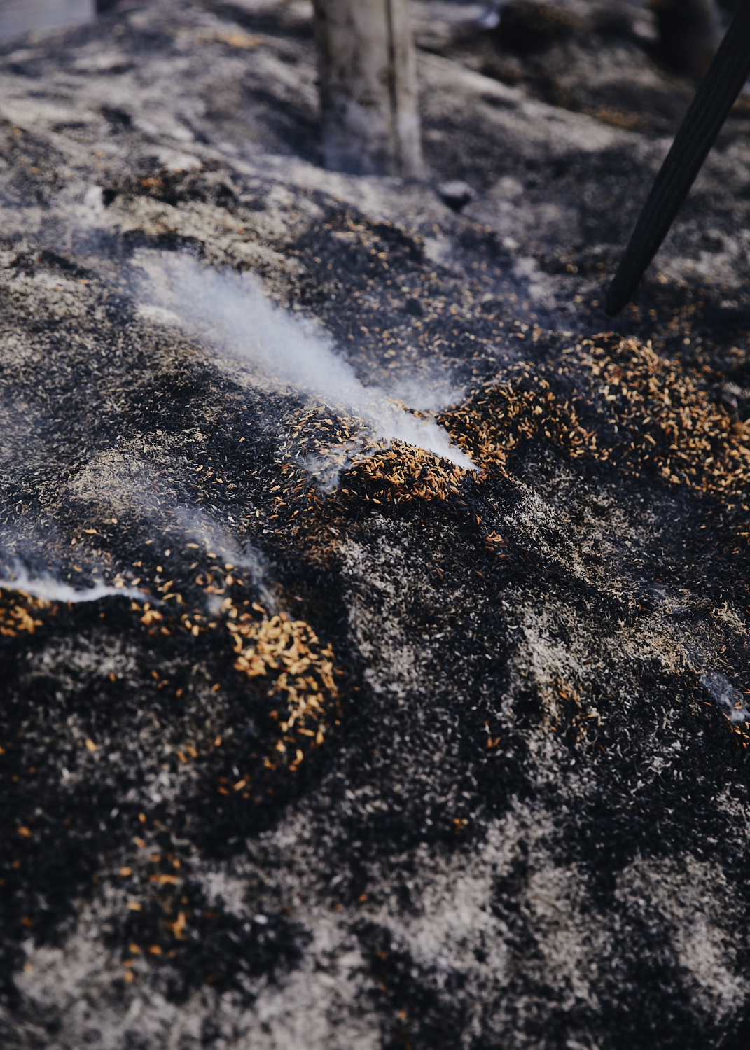 The rice hulls turn to ash in the morning at Kanazawa's Noyaki event.