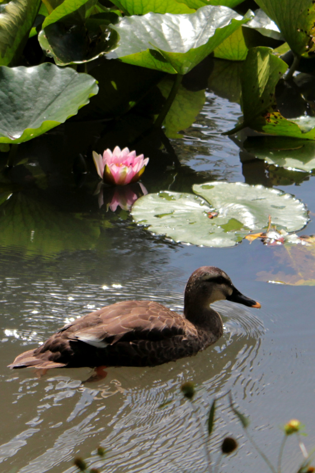 Spot-billed duck and lotus in the pond at Kanazawa Shrine