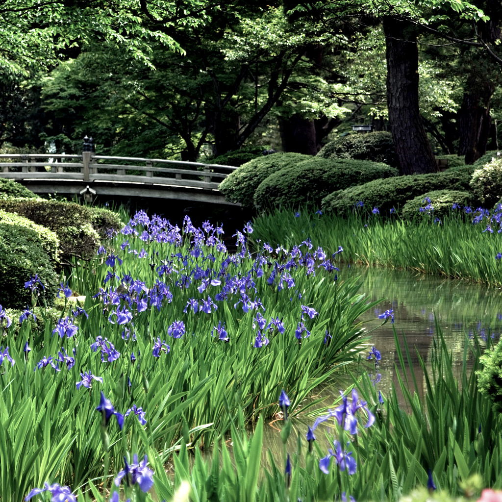 irises under the flower viewing bridge at Kenrokuen Garden in Kanazawa