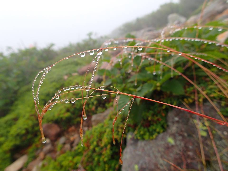 Dew on mountainside grass on Hakusan, Japan's holy mountain