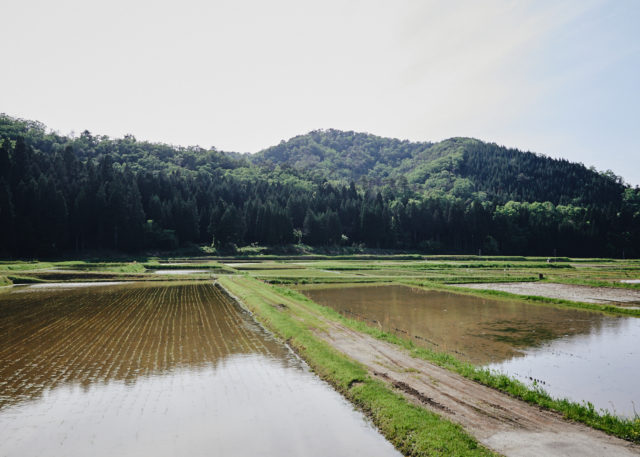 Sake Noguchi, Komatsu