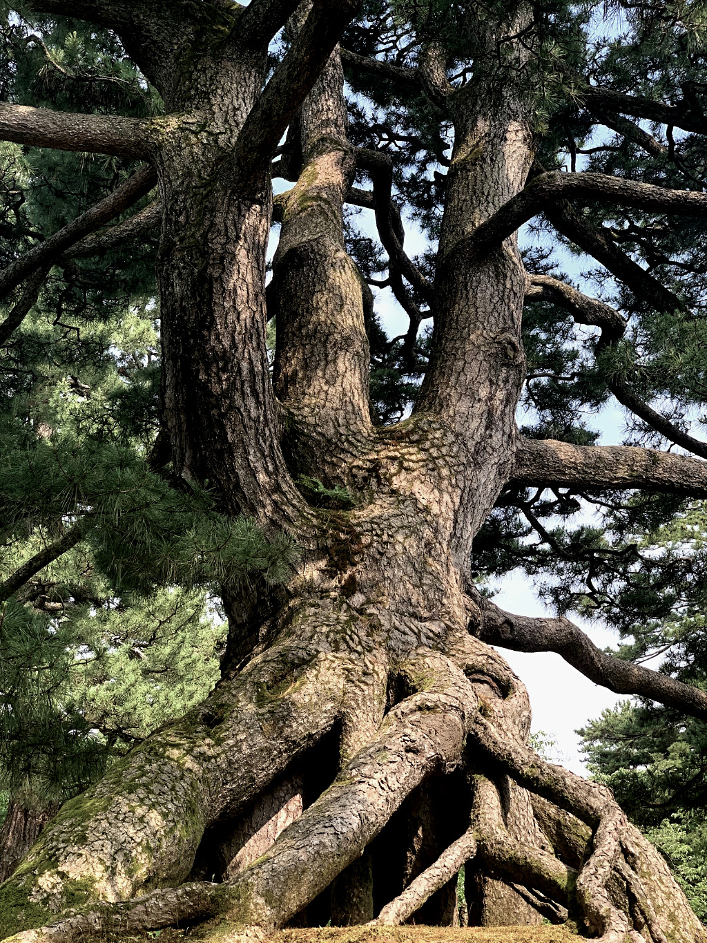 Neagarinomatsu Pine in Kenrokuen, Kanazawa