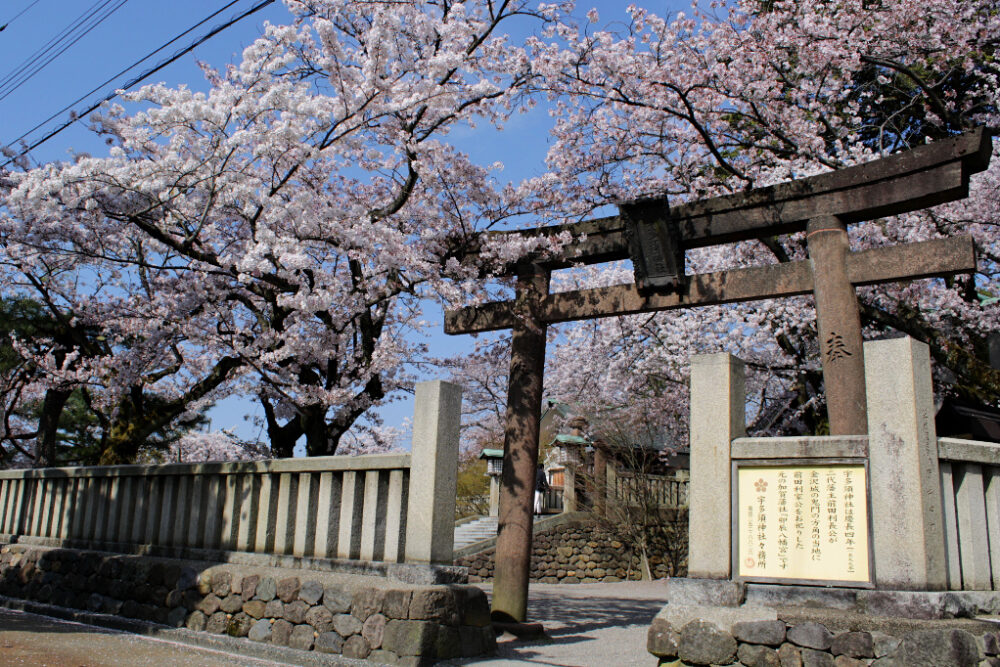 The sakura-framed side entrance to Utasu Shrine, facing the Higashi Chaya Geisha District in Kanazawa.
