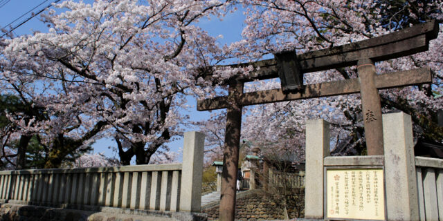 The sakura-framed side entrance to Utasu Shrine, facing the Higashi Chaya Geisha District in Kanazawa.