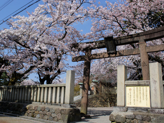 The sakura-framed side entrance to Utasu Shrine, facing the Higashi Chaya Geisha District in Kanazawa.