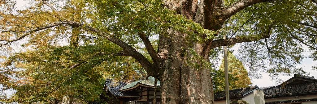 Jinmyou-gu, Keyaki tree