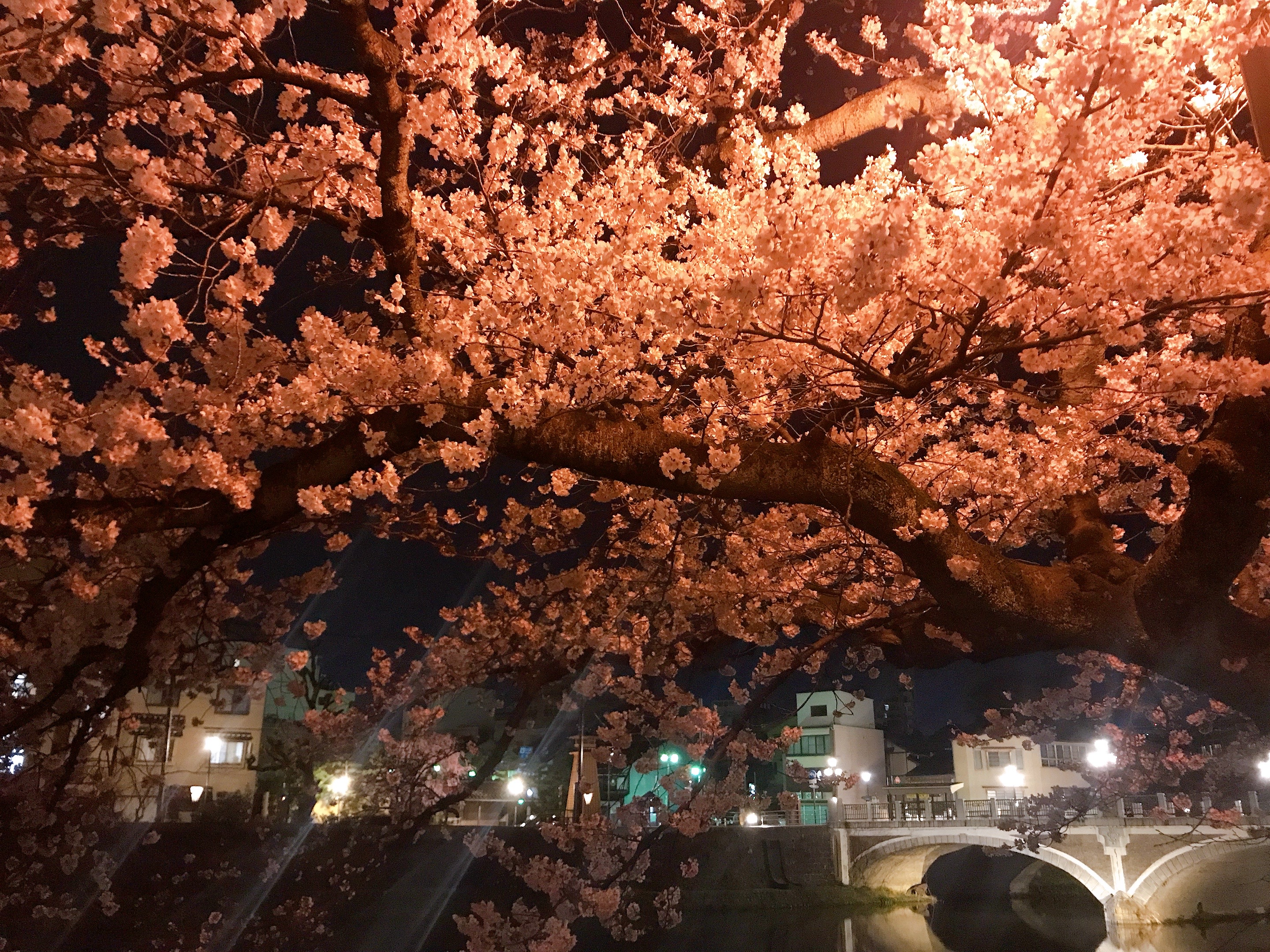 Sakura just before their peak in Kazue-machi, Kanazawa; photo by Ayumi