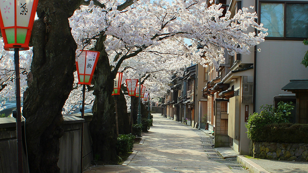 Sakura blooming in Kazue-machi